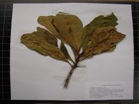 Herbarium sample